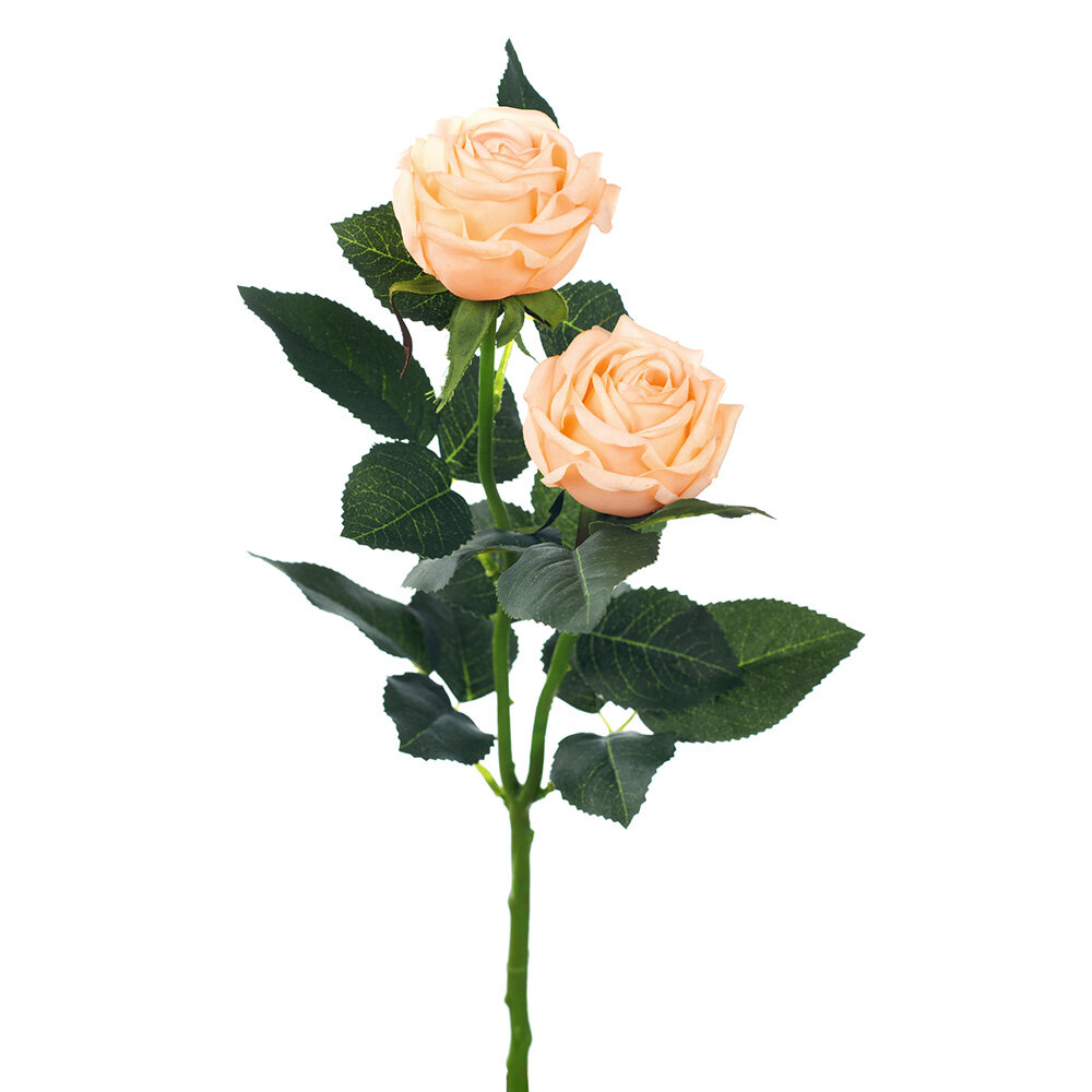 Rose Ariel Butter - 38cm