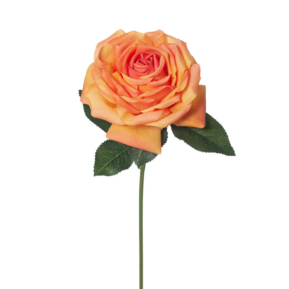 rose orange.jpg