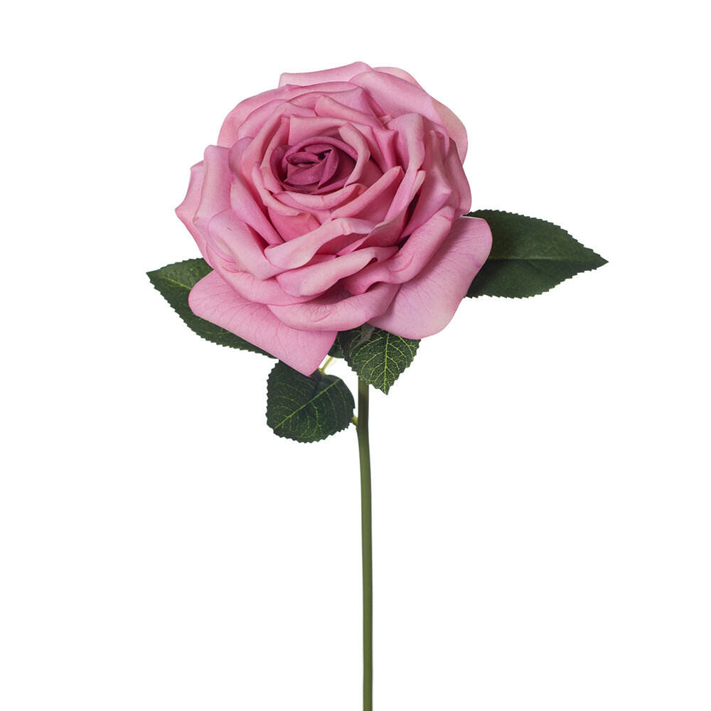 bella rose mauve.jpg