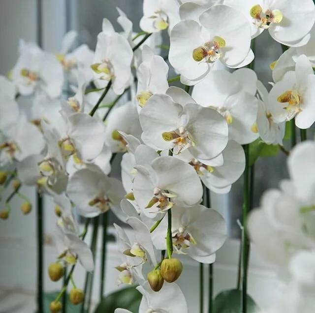 🤍 FAUX WHITE ORCHIDS 🤍 DIVINE !!!