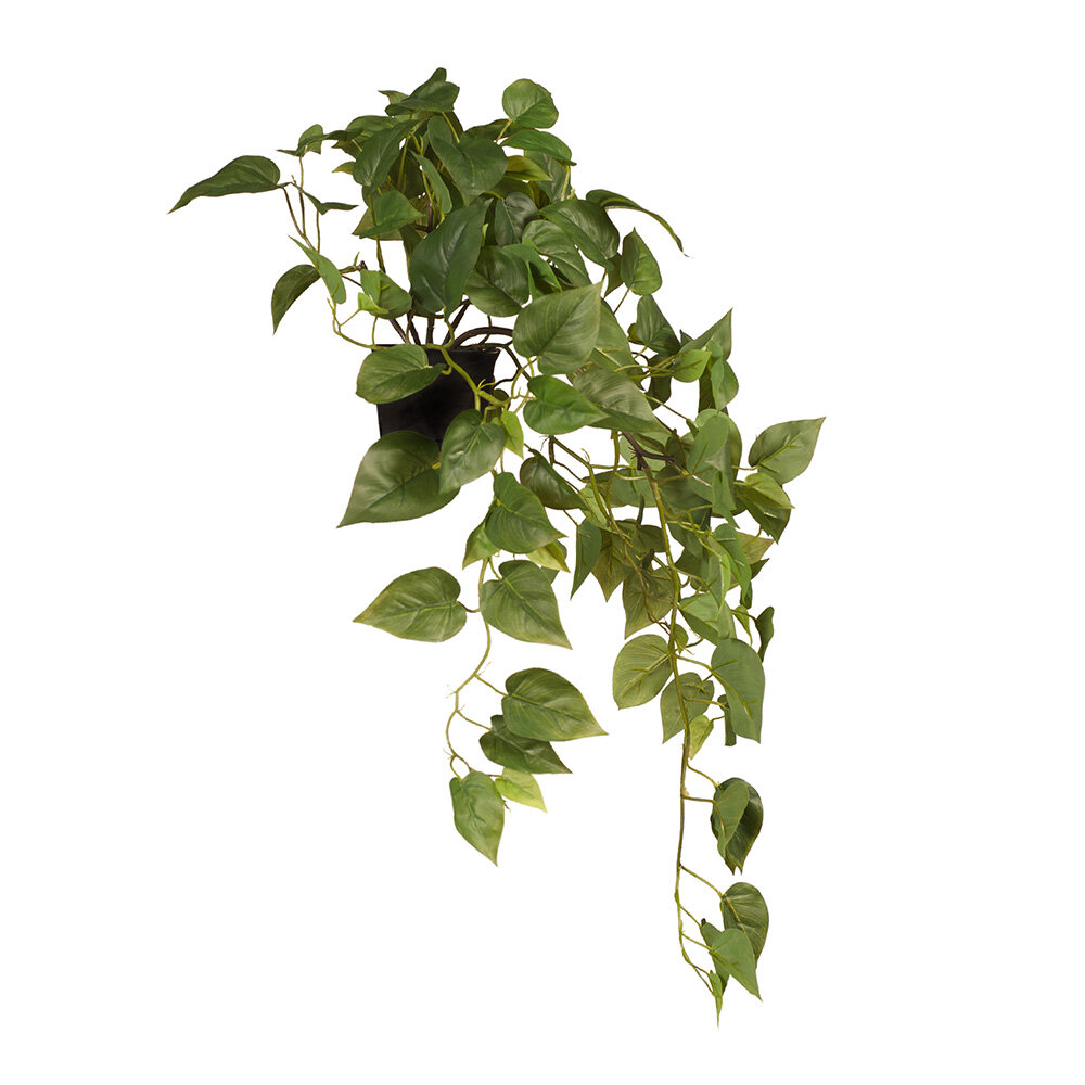 Philodendron in pot 70cm