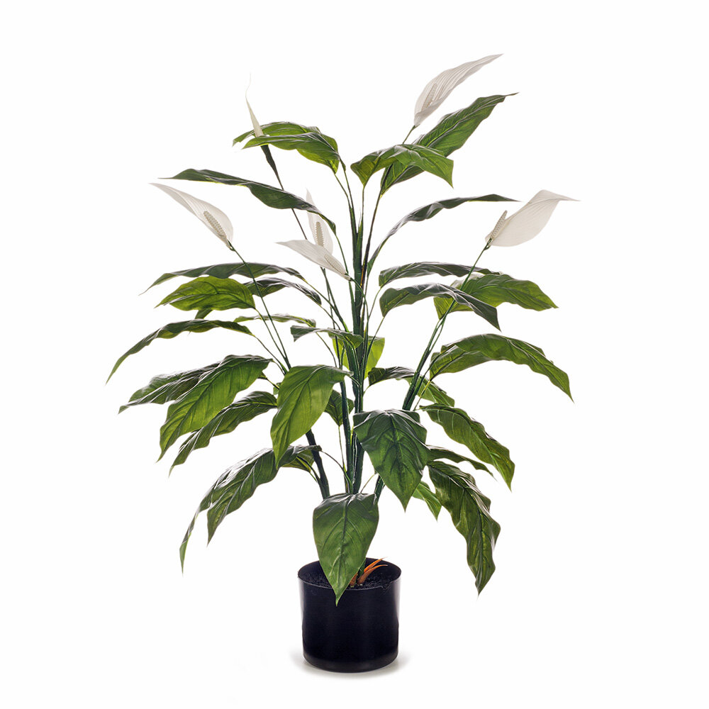 Spathiphyllum Plant 91cm tall