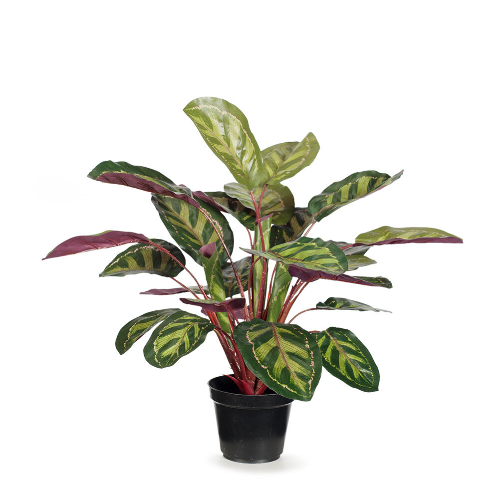 Peacock Plant 48cm high