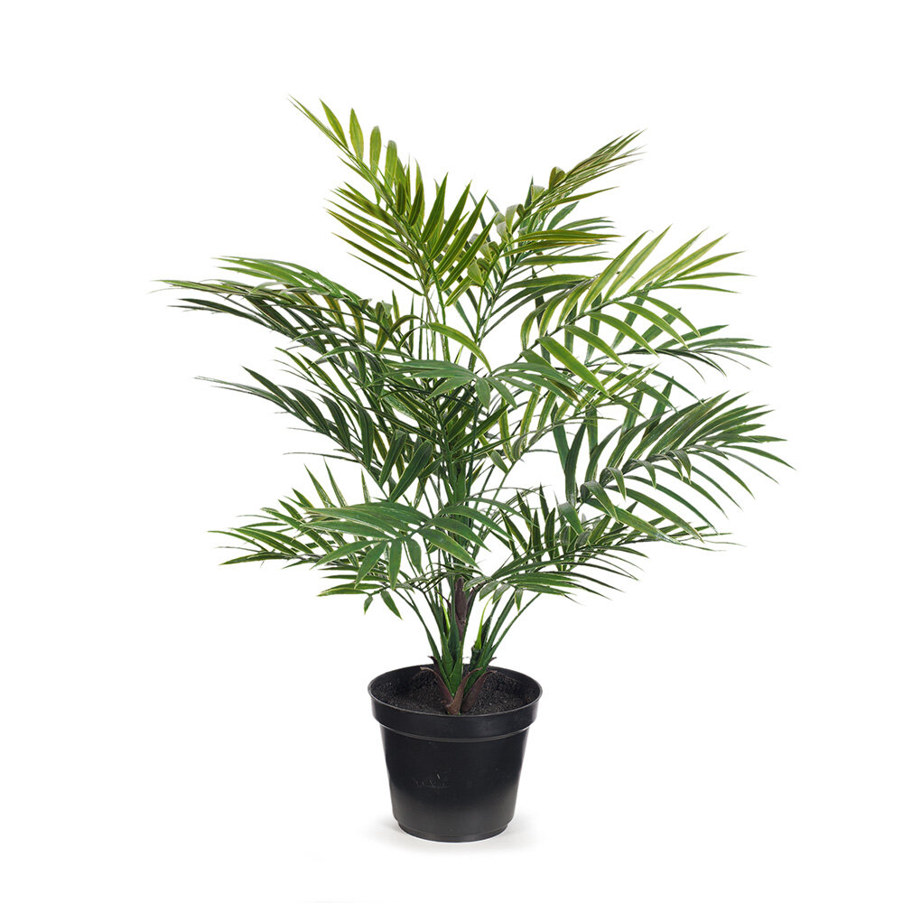 Palm in pot 41cm