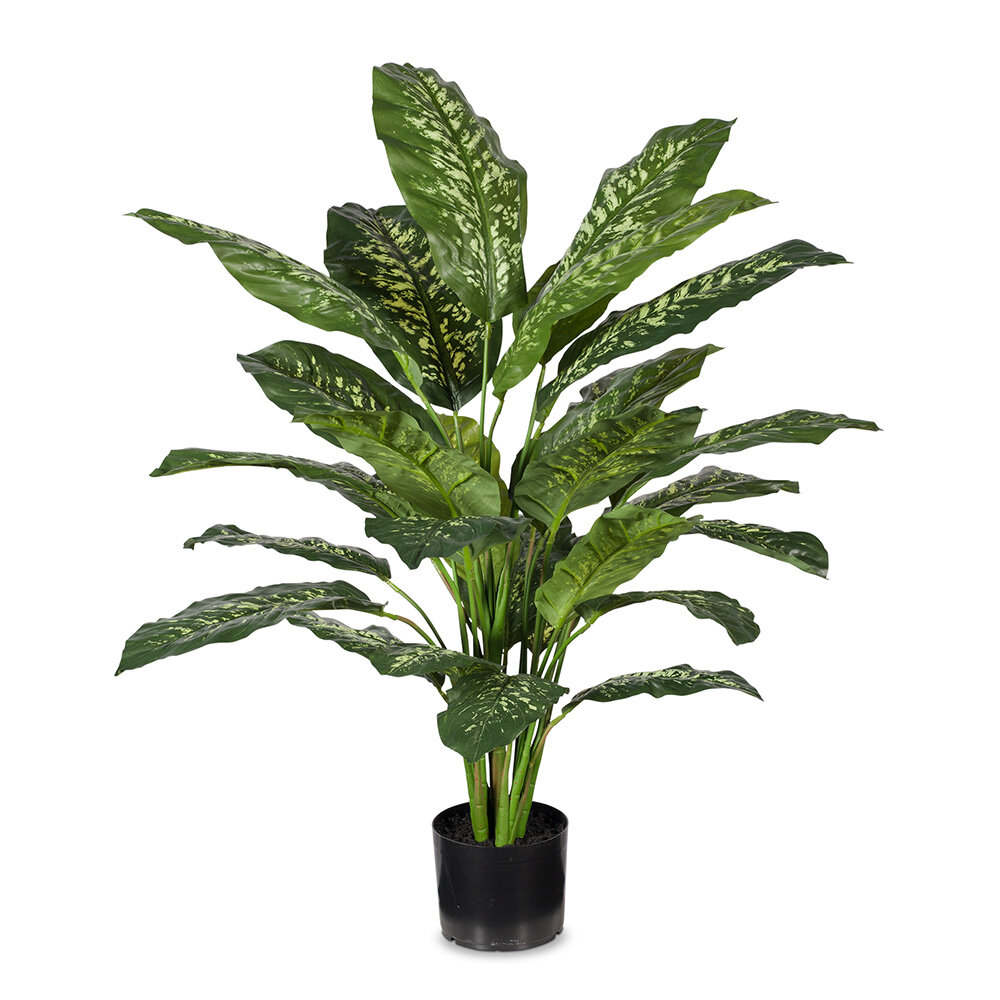 Dieffenbachia Plant 111cm 