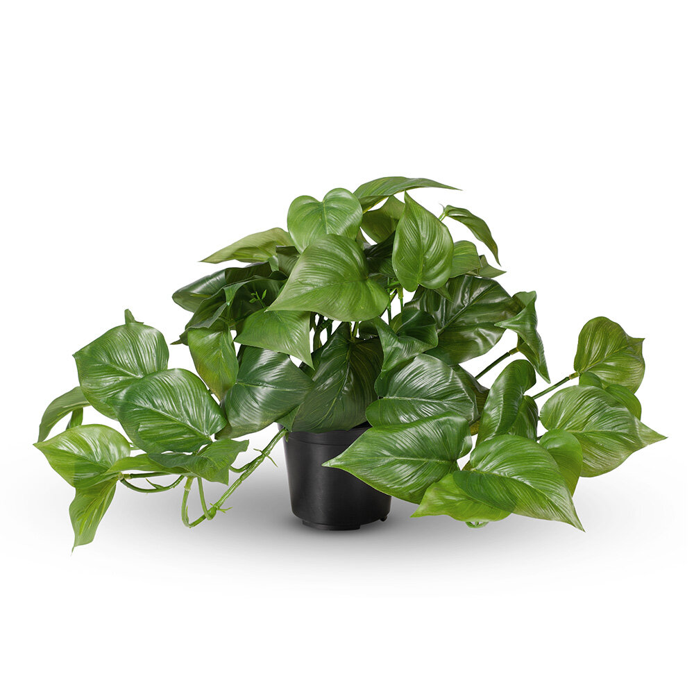 Philodendron in pot 30cm