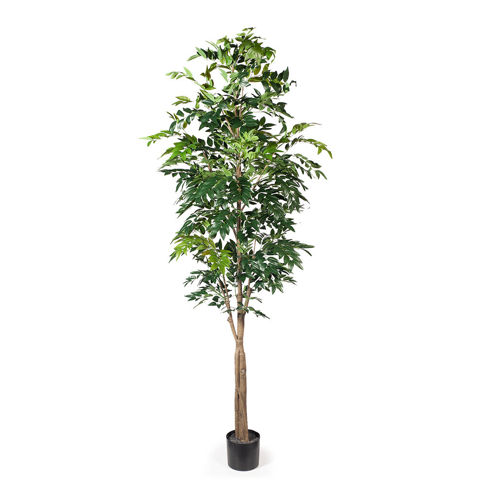 Bayberry Leaf Tree 243cm tall