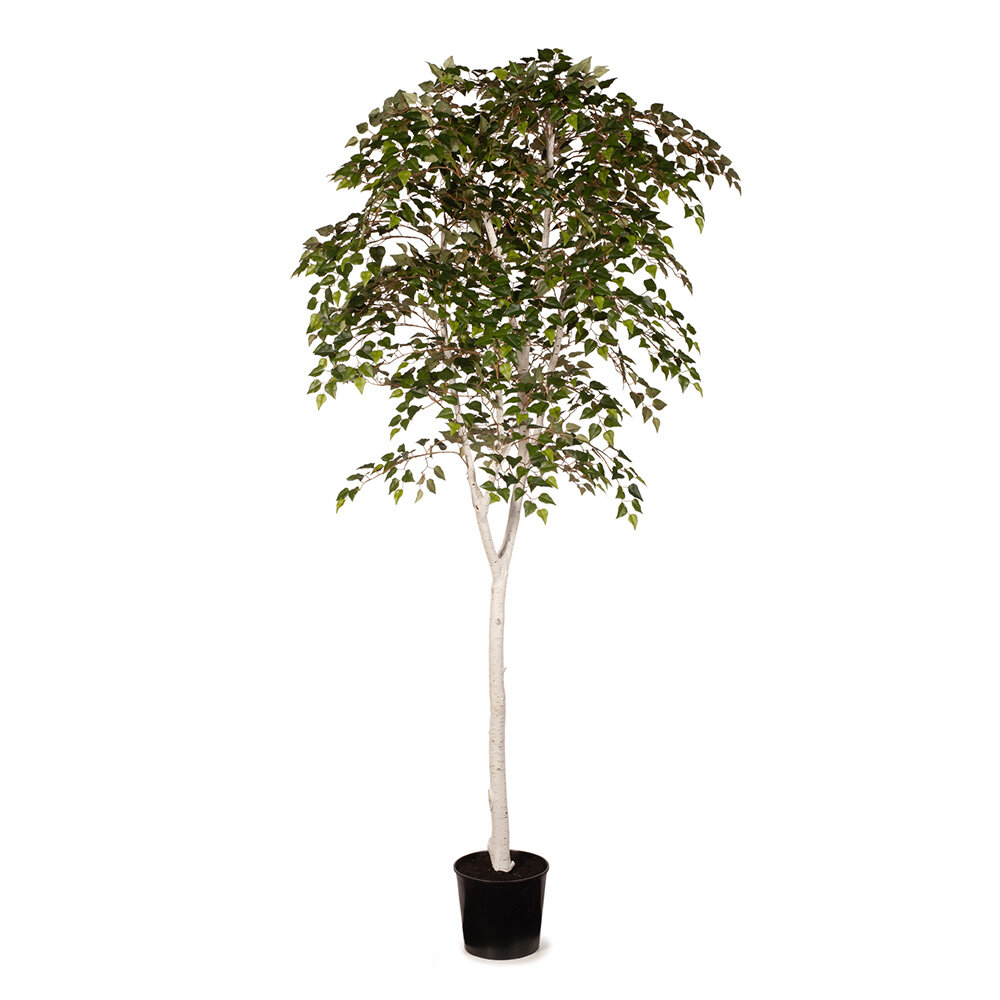 Silver Birch Tree 213cm