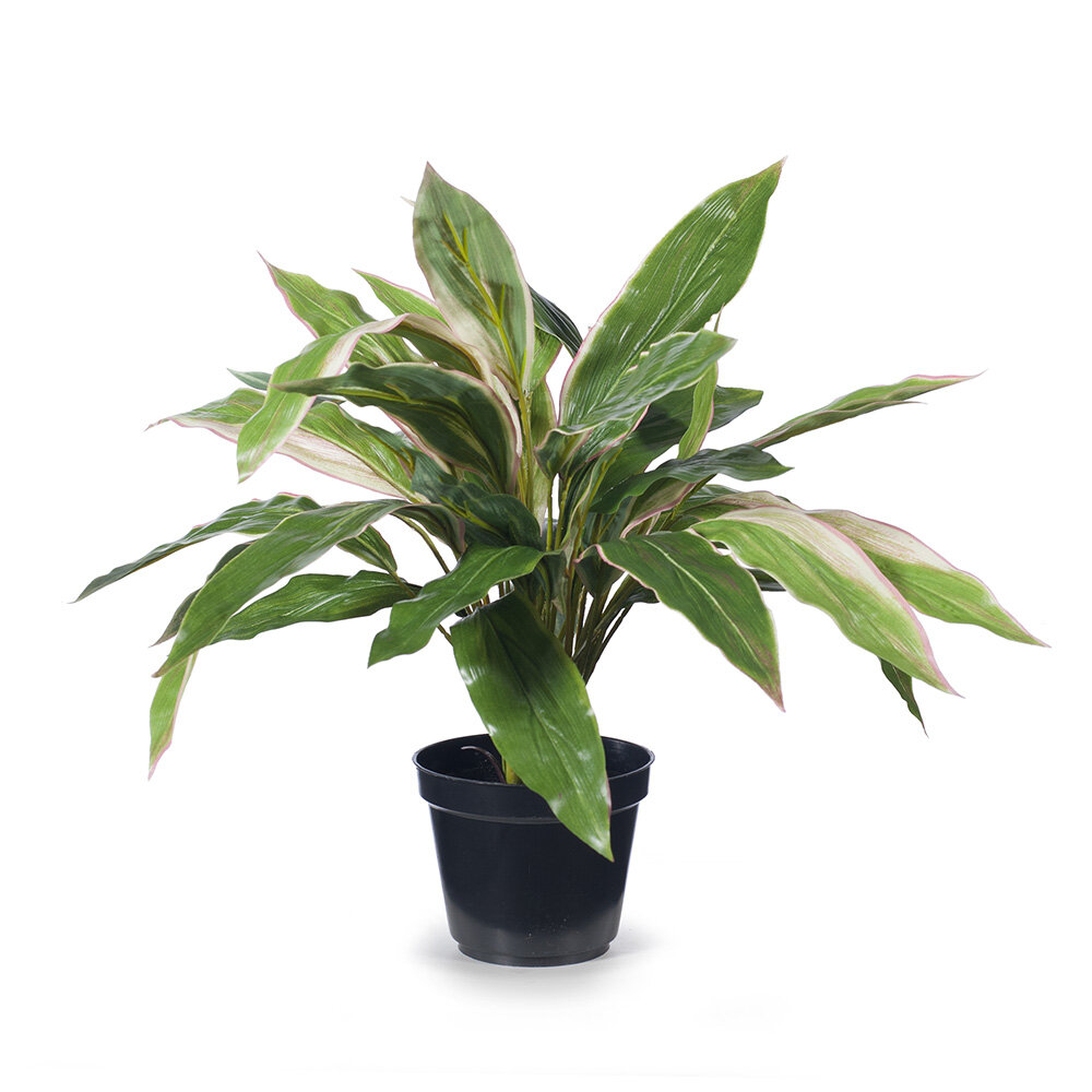 Cordyline plant 40cmH