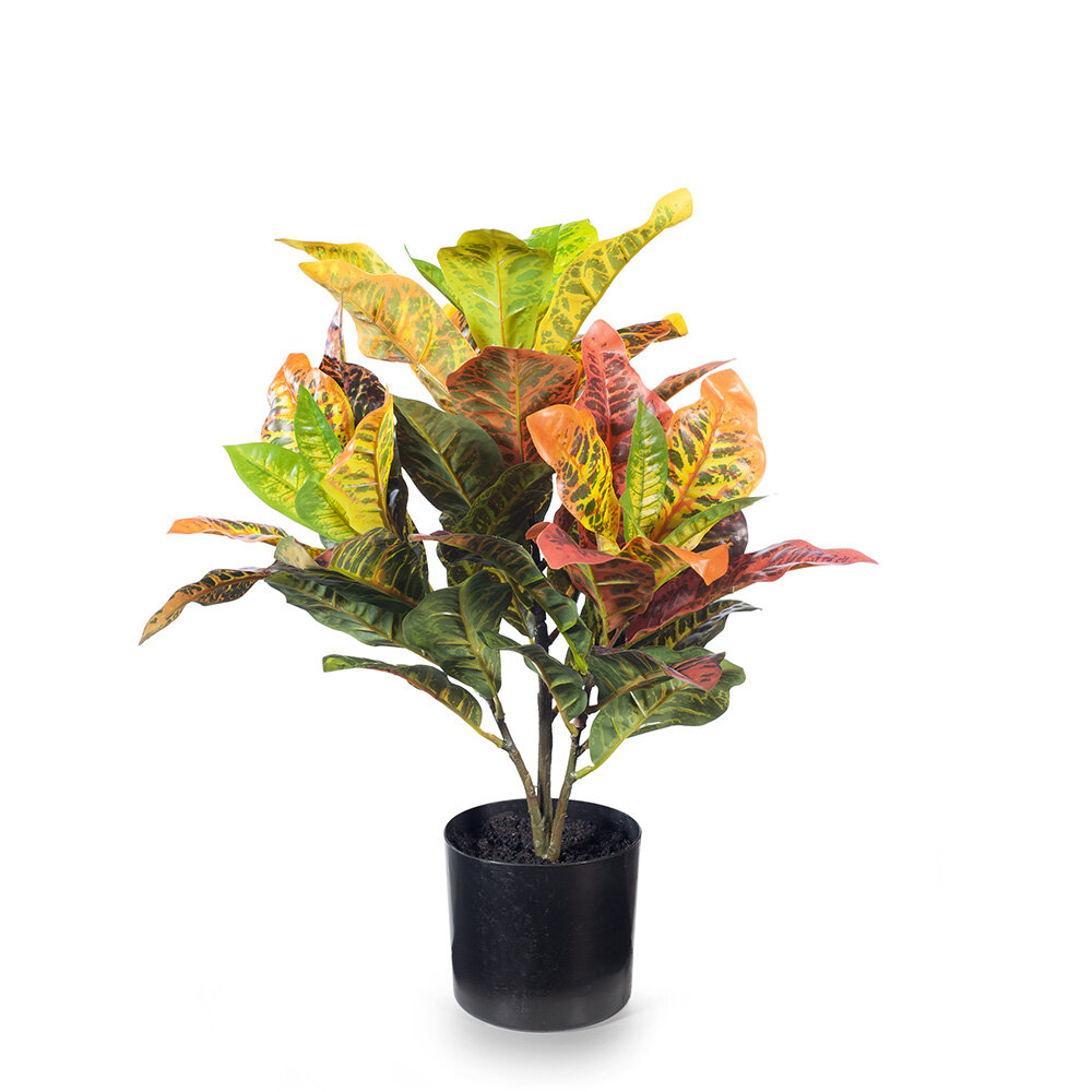 Croton Plant 54cm