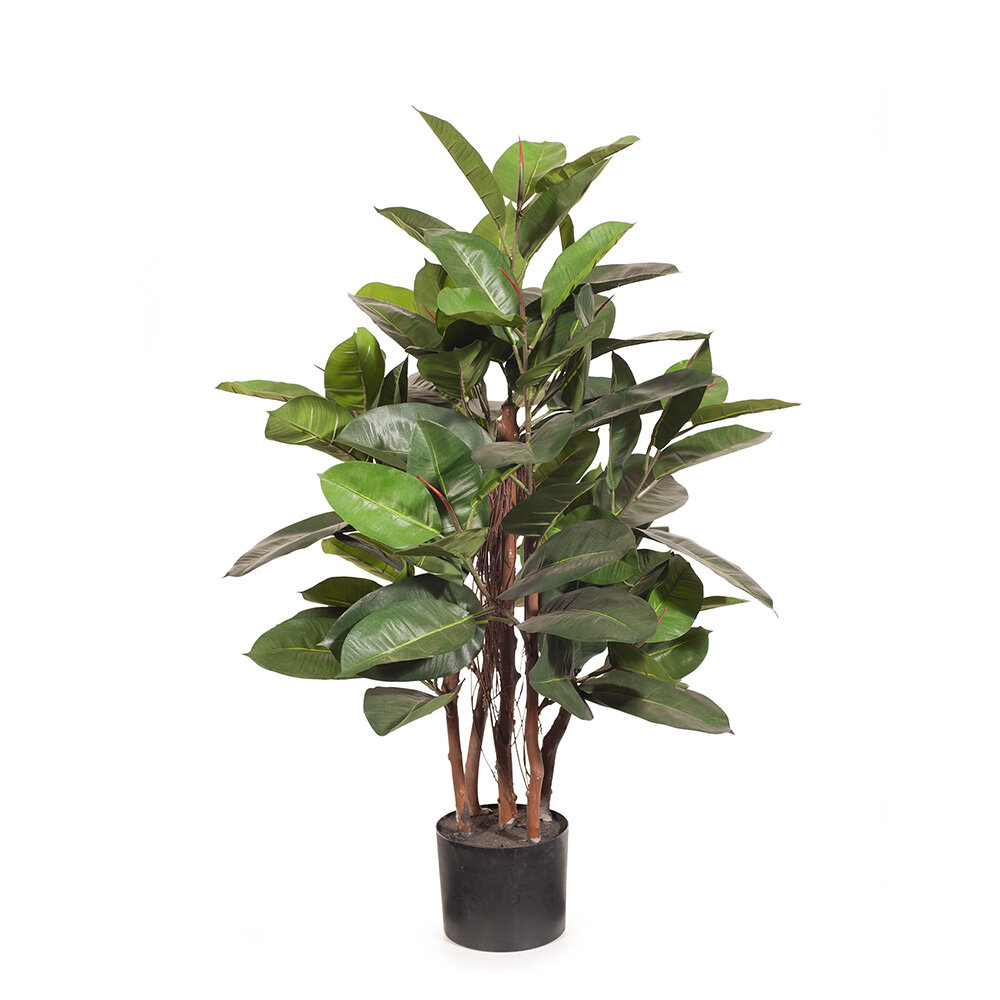 Rubber Tree 100cm