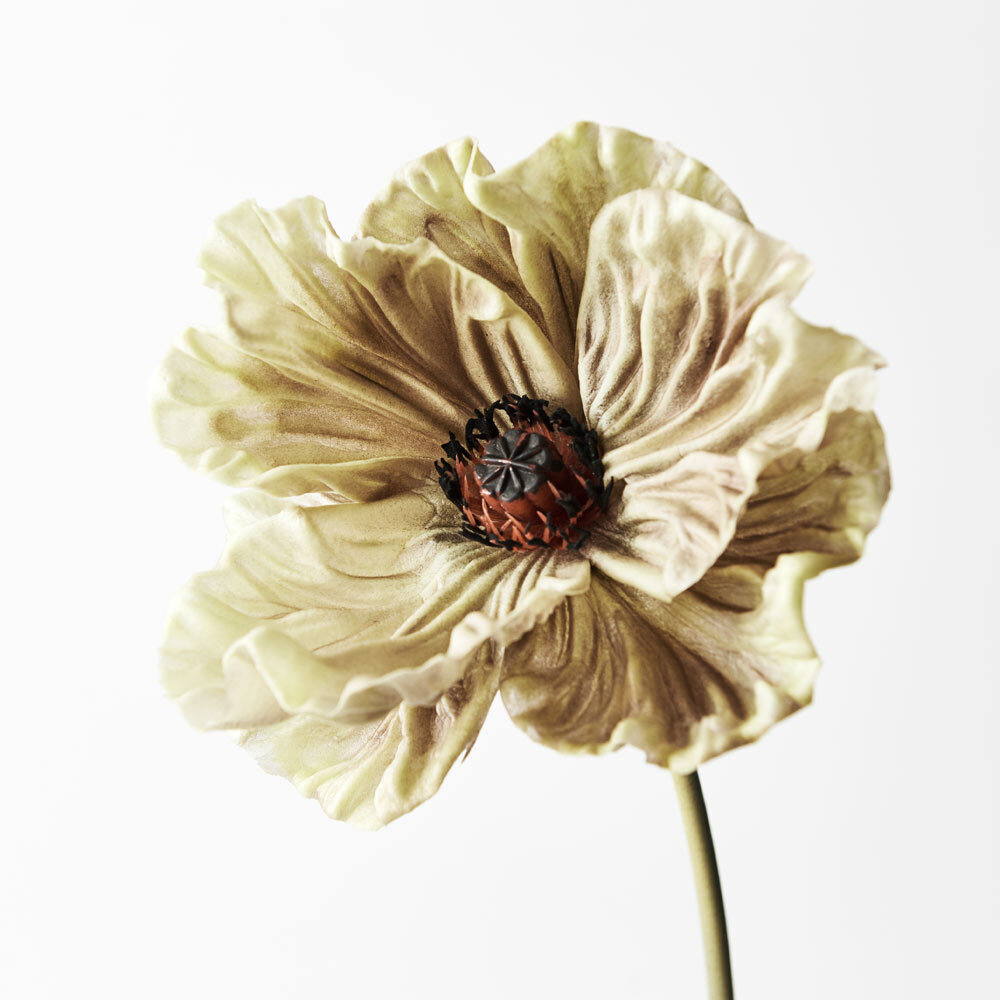 cream brown poppy