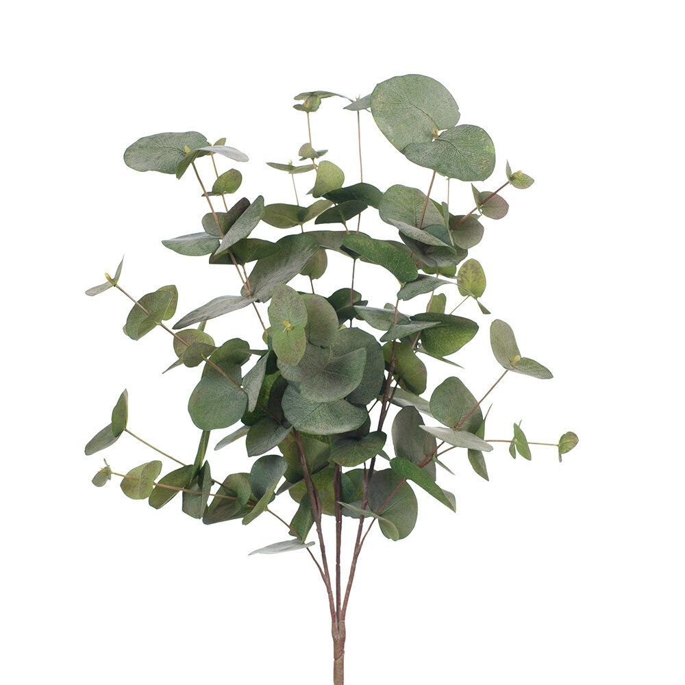 Eucalyptus Silver Dollar Bush 55cm