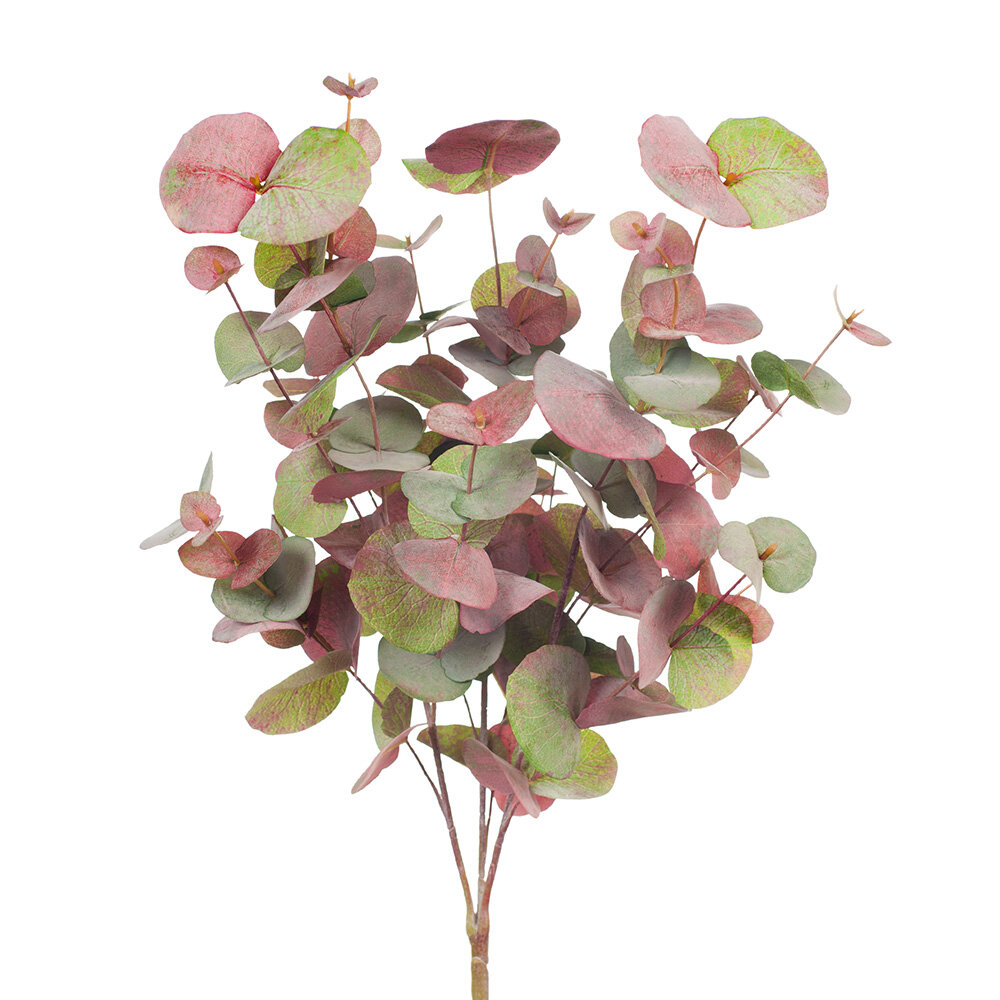 Eucalyptus Silver Dollar Bush pink grey