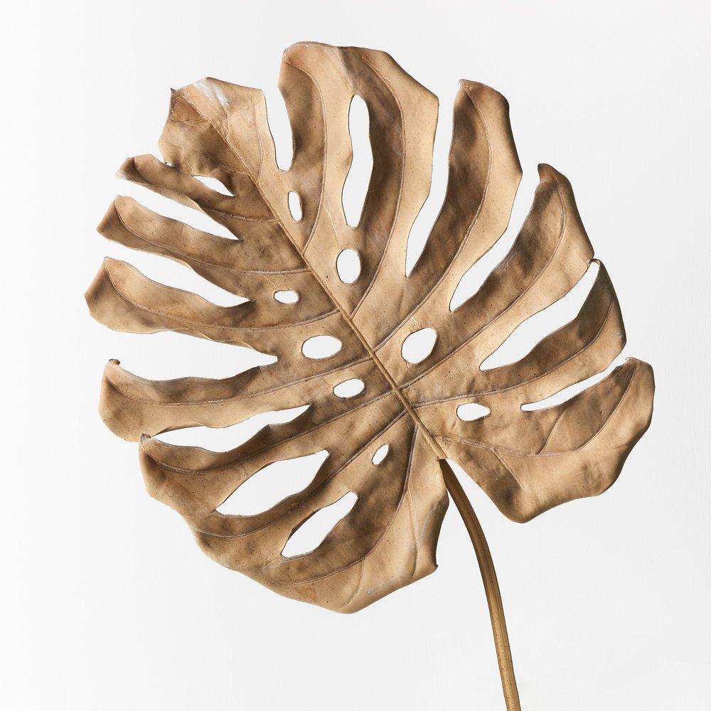 Sale : Monstera Leaf brown 92cm  Golden Sable Florist