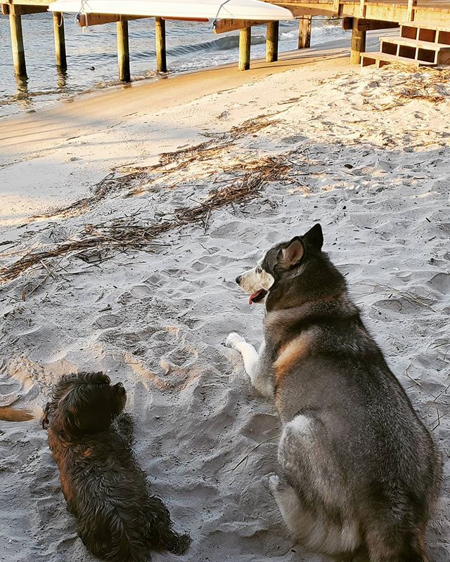 Kona and her friend Miley enjoying some cool sand in the shade