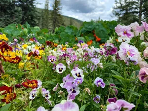 In Case You Missed It - Glimmers of Hope