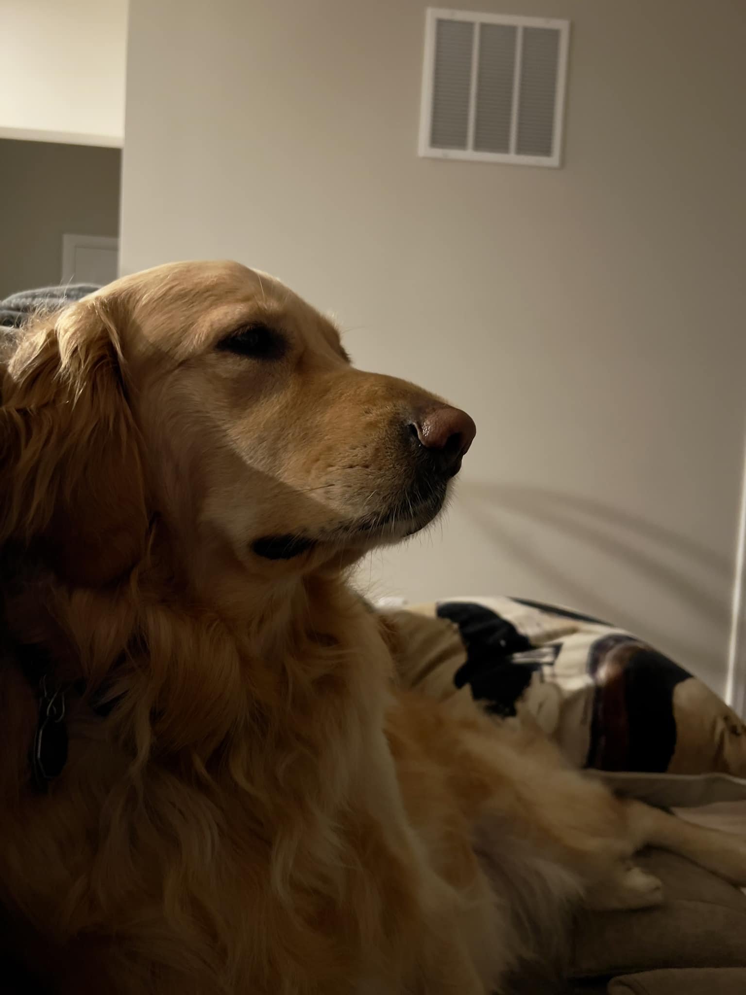 Augie watching early morning tv