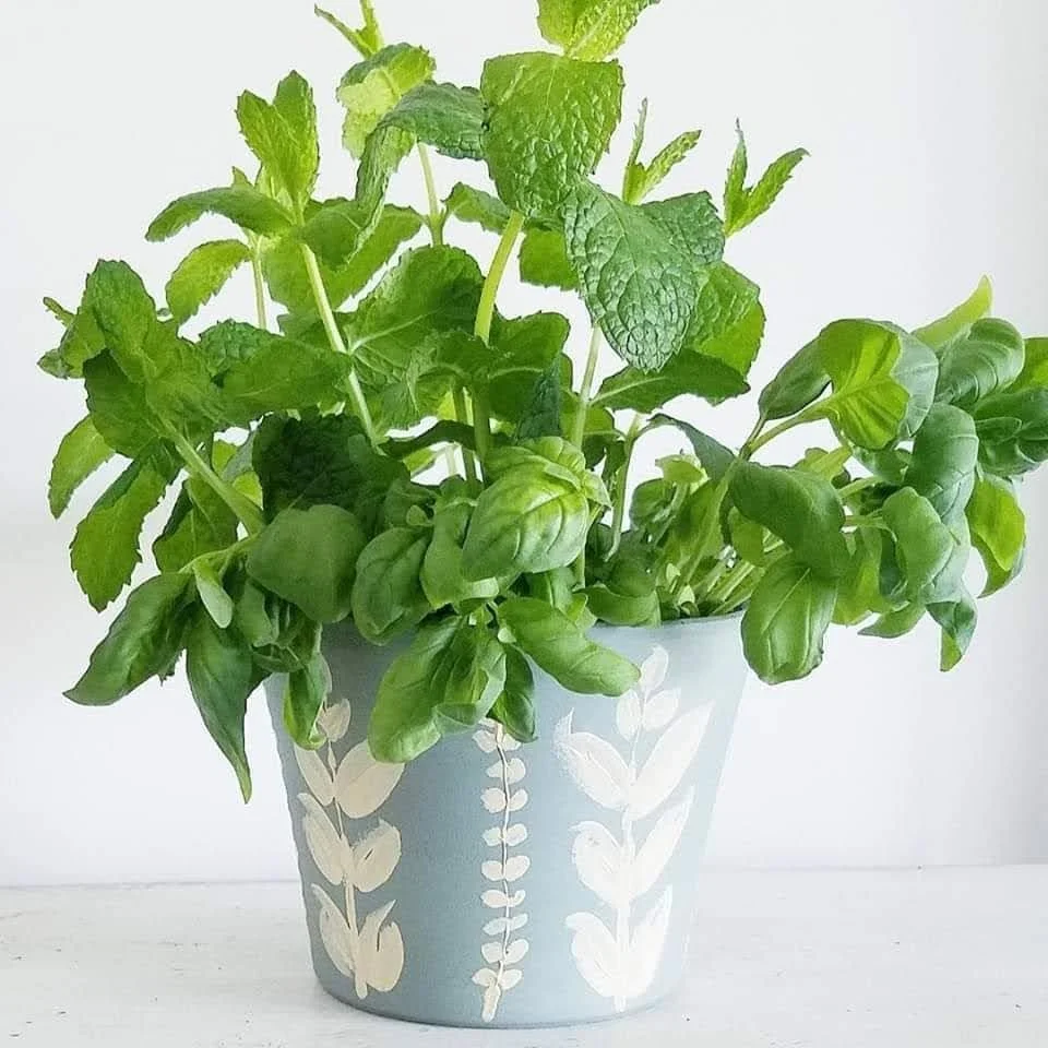 Paint, Plant &amp; Sip