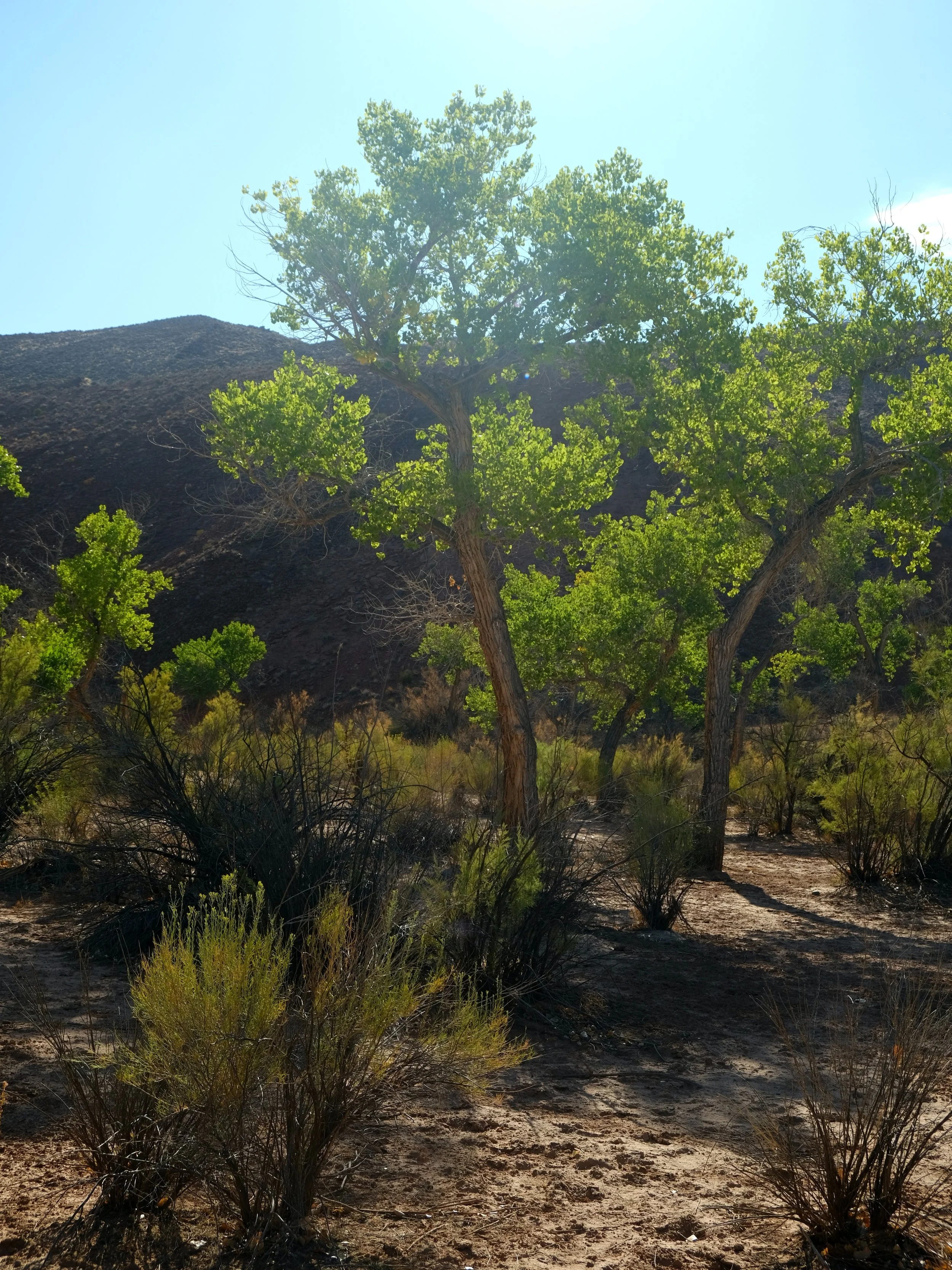 DSCF6706.JPG