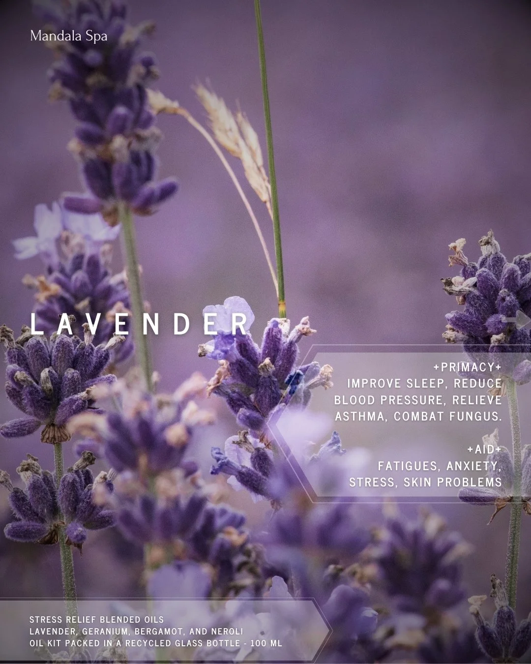 A moment of calm begins with lavender.

Known for its soothing aroma, lavender has long been cherished for helping ease tension, quiet the mind, and encourage deep relaxation. Infused into our stress relief massage oil, it transforms every treatment 