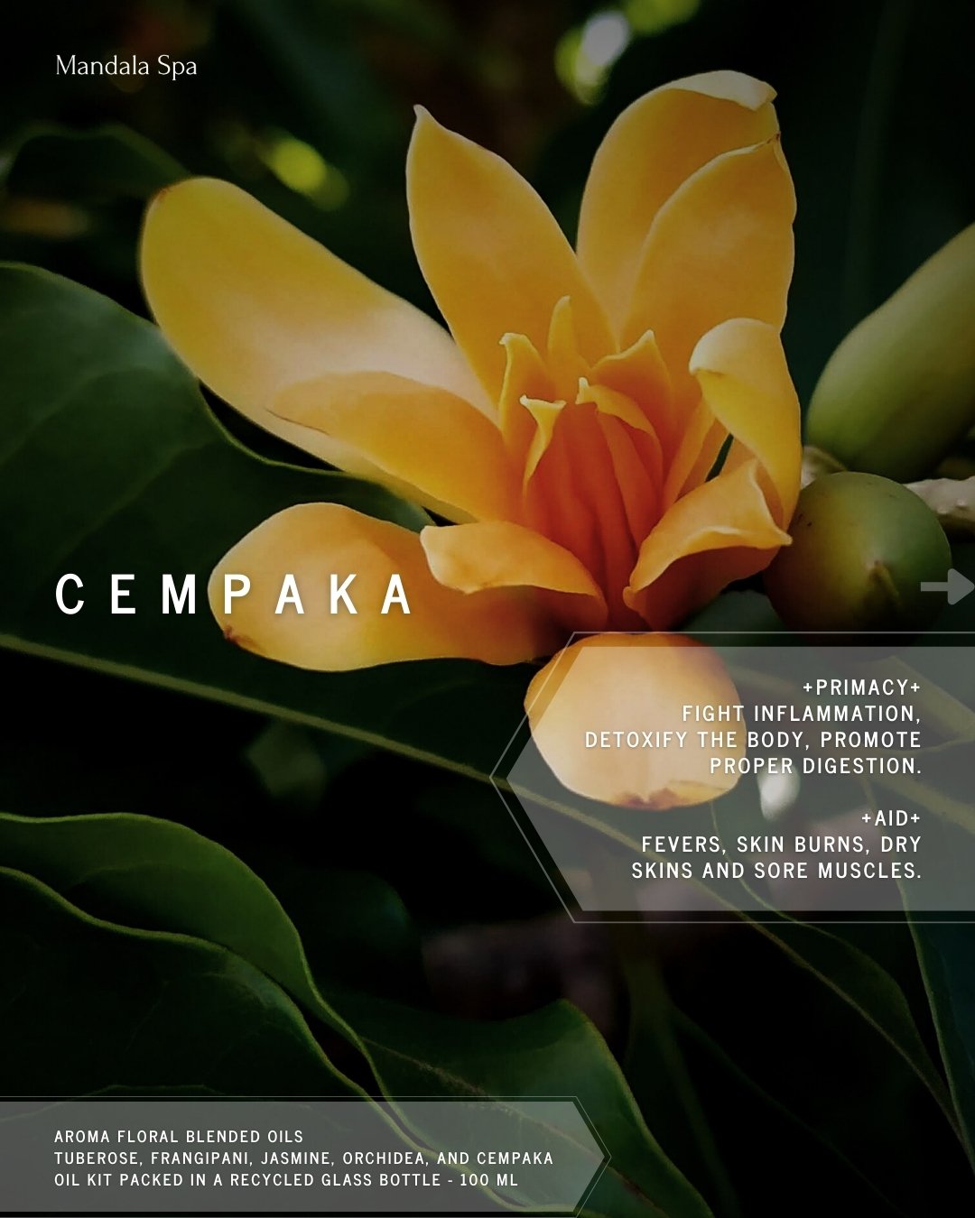 Some flowers are meant to be admired. Cempaka is meant to be felt.

Our Aroma Floral massage oil, infused with cempaka flower extract, wraps the body in a soft floral warmth that helps quiet the mind and ease lingering tension. Let every stroke becom