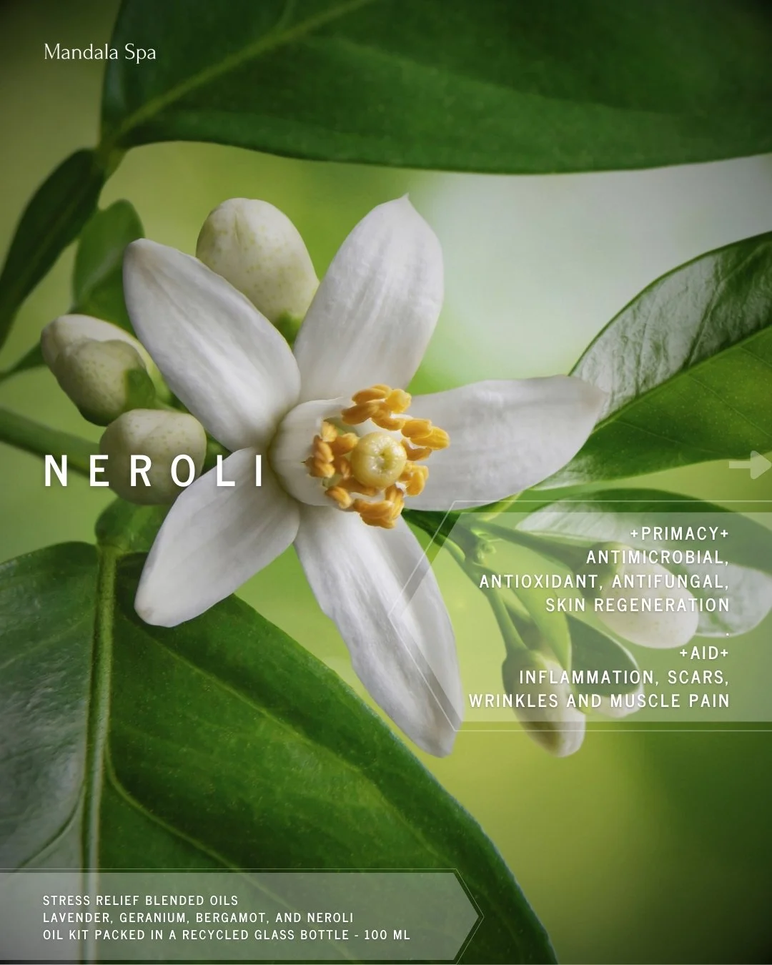 A little neroli, a lot of calm. Enjoy its fresh, delicate floral scent as you settle into a relaxing massage at Mandala Spa. ✨

WhatsApp Chat to book at +6282341015300
www.mandalaspaubud.com

#mandalaspaubud #spaubud #selfcare #massageoil #bodymassag
