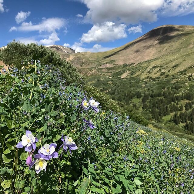 Take me back to wildflower wilderness wandering in the high country. #colorado #colorfulcolorado #wildflowers #wild #columbine #hikersofinstagram