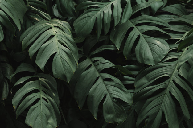 tropical-green-leaves-background_53876-88891.jpg