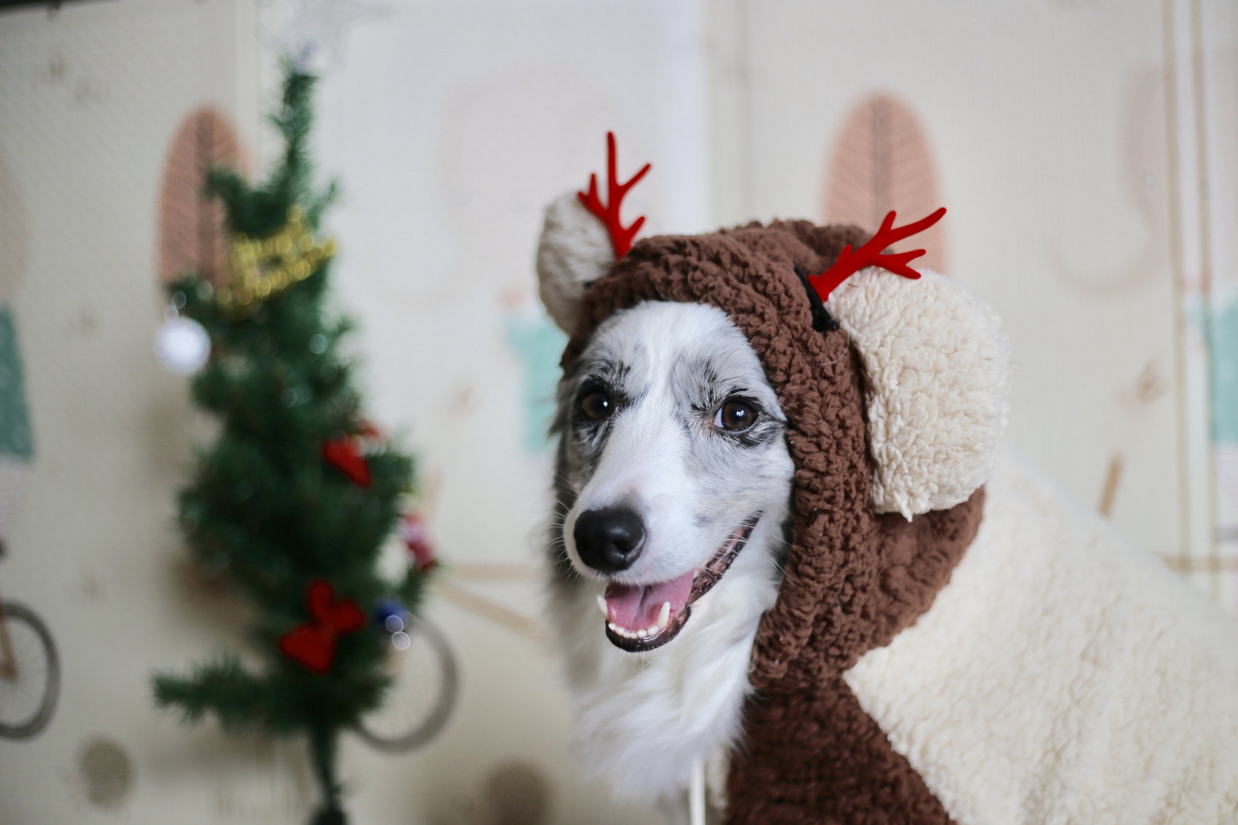 Important Holiday Safety Tips to Keep Pets Happy and Healthy