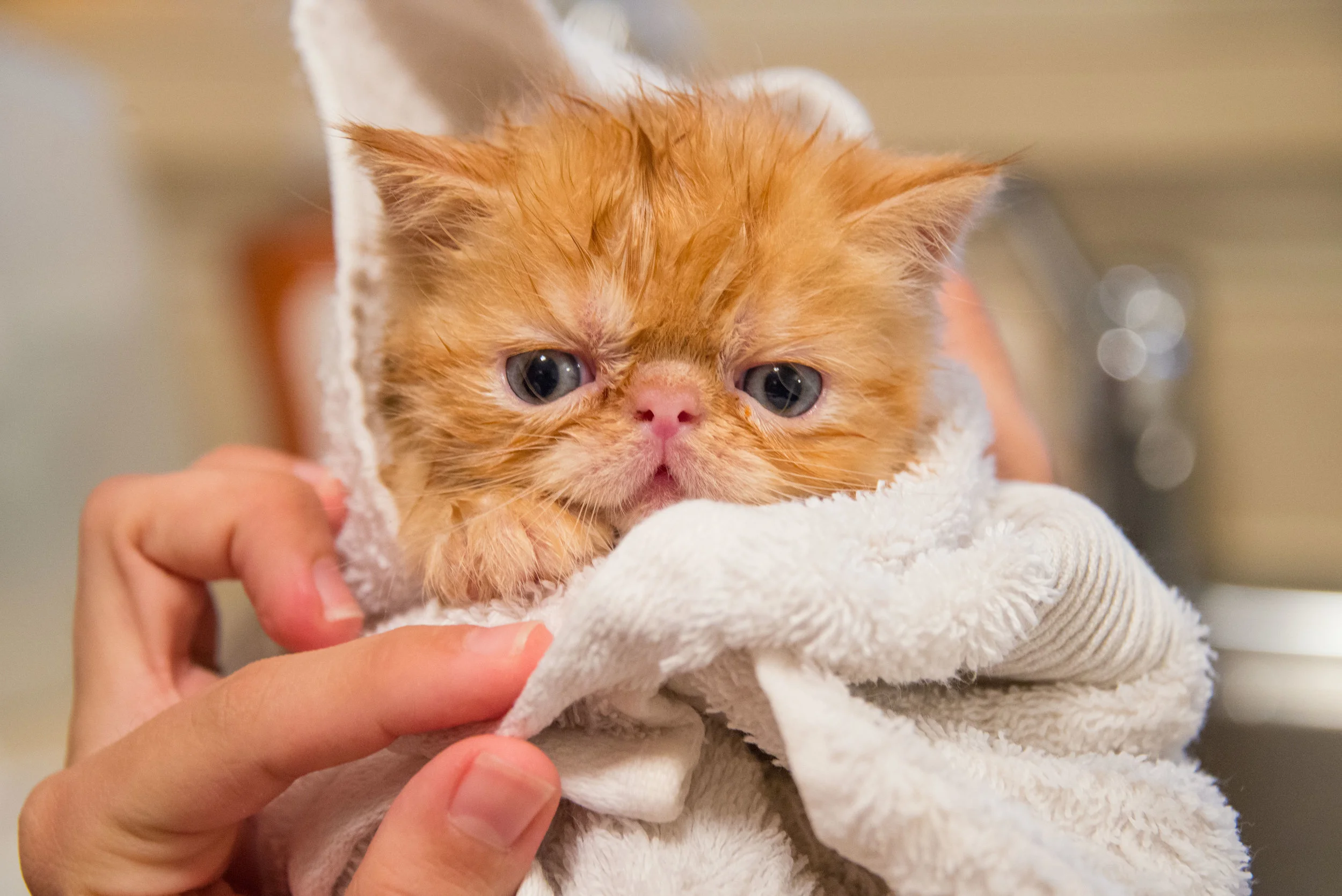 What You Need to Know about Bathing Your Cat
