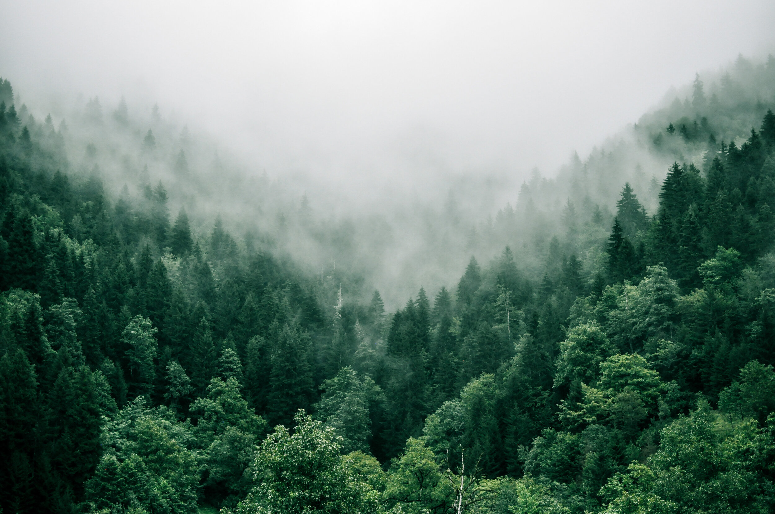 La brume enveloppe délicatement les arbres d'une forêt dense, évoquant la douceur d'un archet glissant sur les cordes d'un violon, créant une mélodie aussi envoûtante que le paysage.