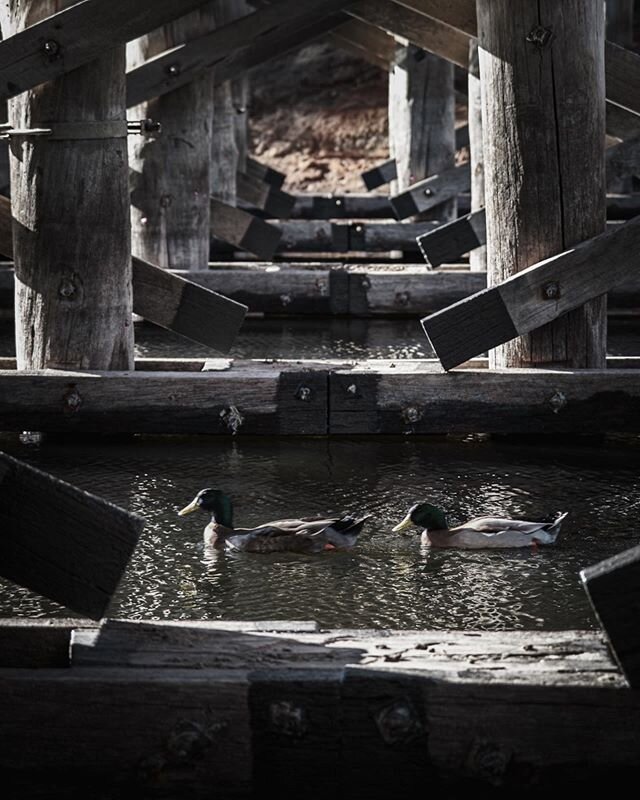 Under the bridge.

#duck #ducks #bridge #bridgetown #fujifilm #fujifilmxt4 #xt4 #xf1680mm #fujifilmglobal #fujifilm_global #fujifilmx_au