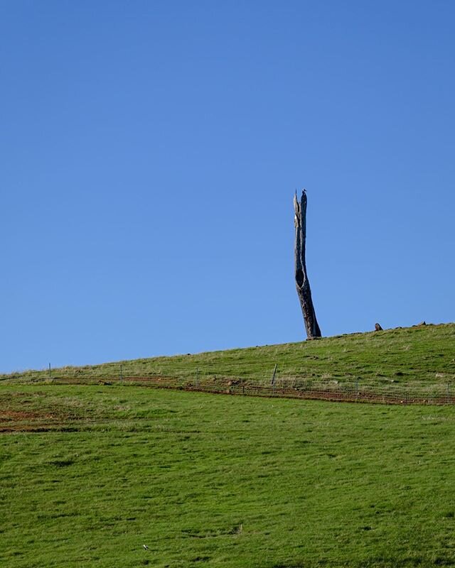 One tree hill.

#tree #grass #hill #sky #bluesky #fujifilm #fujifilmxt4 #xt4 #fujifilmglobal #fujifilm_global #fujifilmx_au