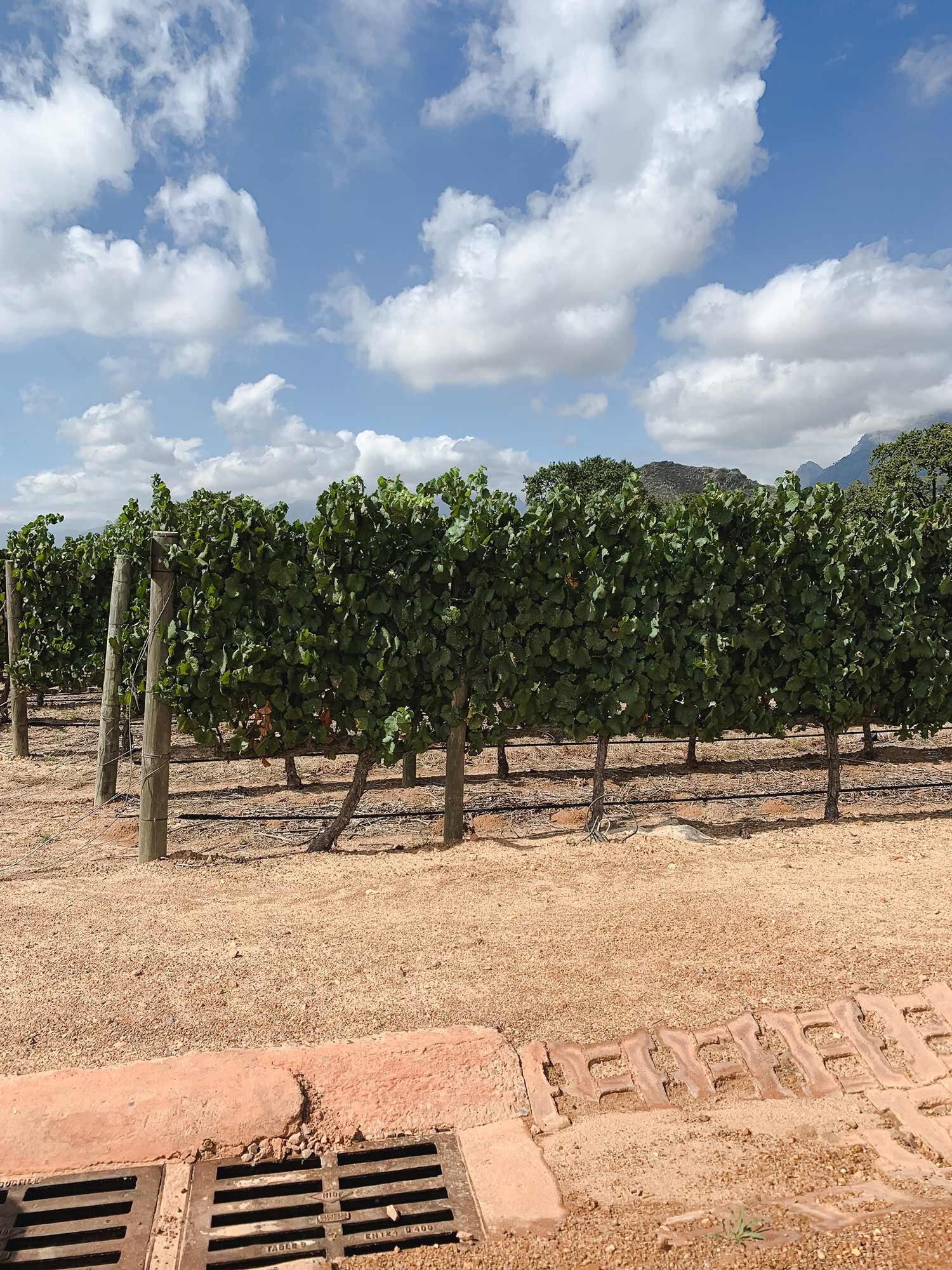 Weinreben in Babylonstoren, ein Weingut, welches wir während unserer Südafrikareise im März 2019 besucht haben.