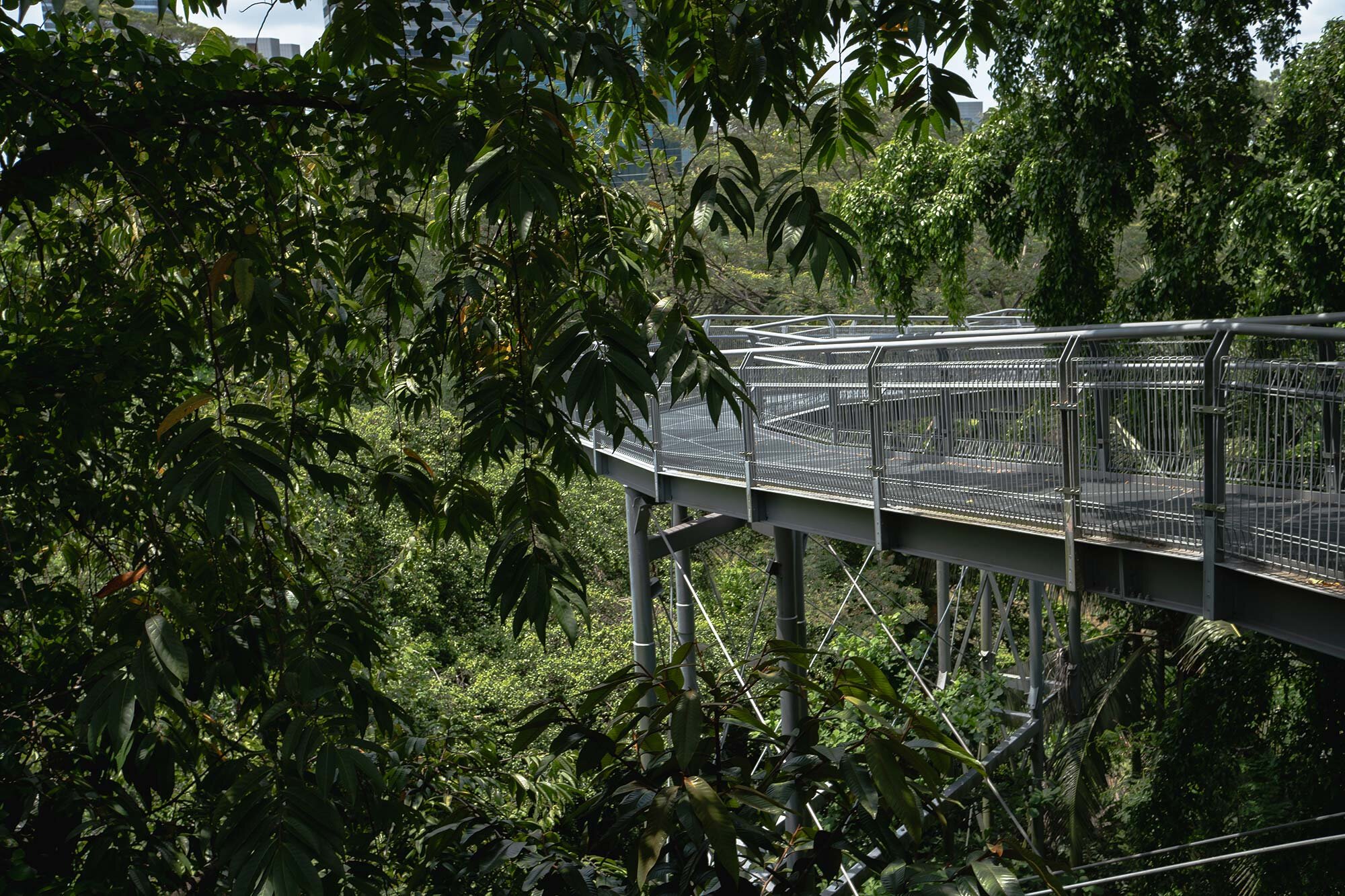 Several parts of the trail are suspended high above the jungle, offering great views of the often surreal contrast between Singapore's ultra-modern buildings and the primeval greenery around the trail.