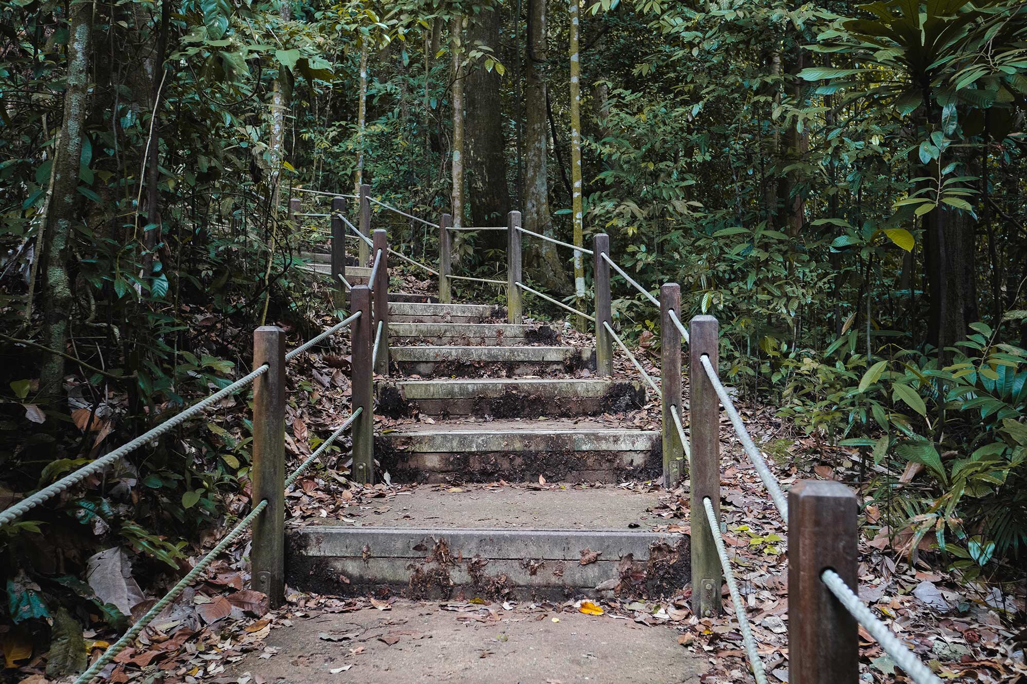 A flight of&nbsp;stairs&nbsp;stretching up to the top of&nbsp;Bukit Timah&nbsp;Hill.