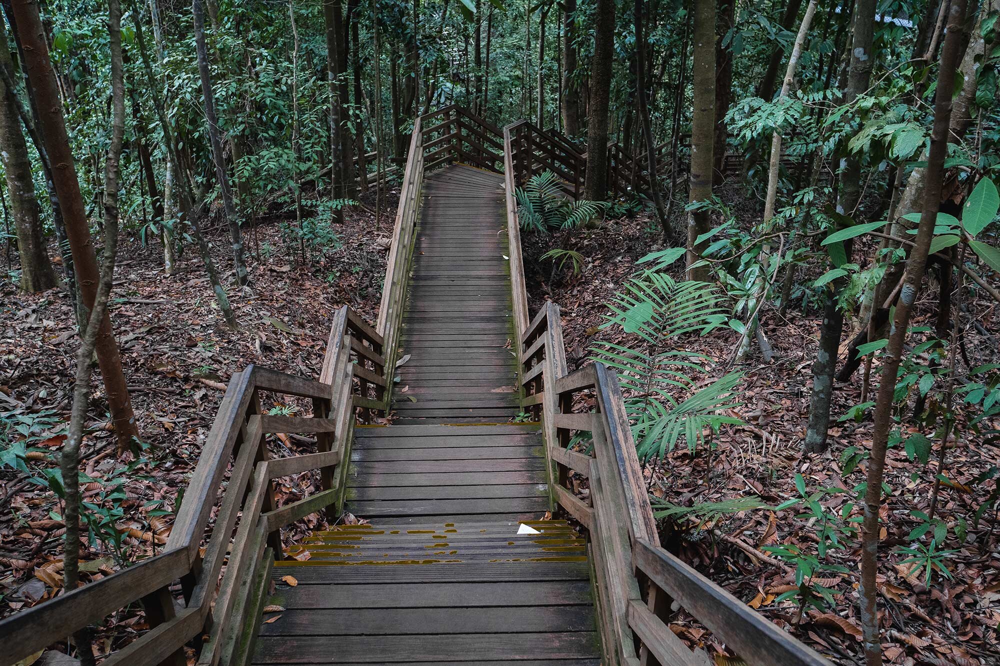 MacRitchie is an excellent destination for anyone who loves fun and the outdoors.