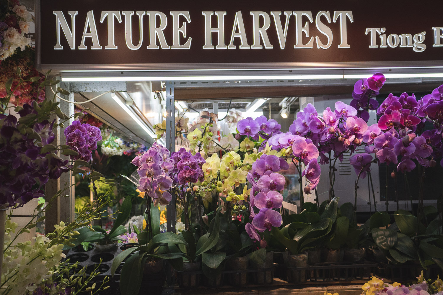 Bei Nature Harvest im Tiong Bahru Market gibt es üppige, wunderschöne Blumen zu einem guten Preis.