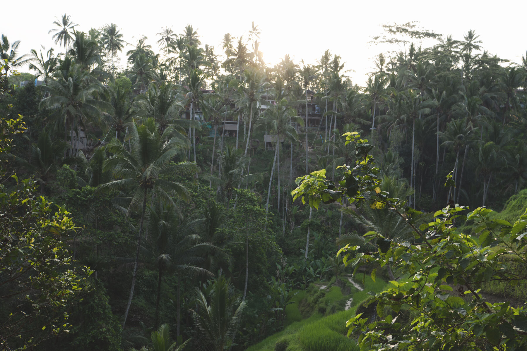 TRVL-DIARY_Bali-Rice-Terrasse-Palms.jpg