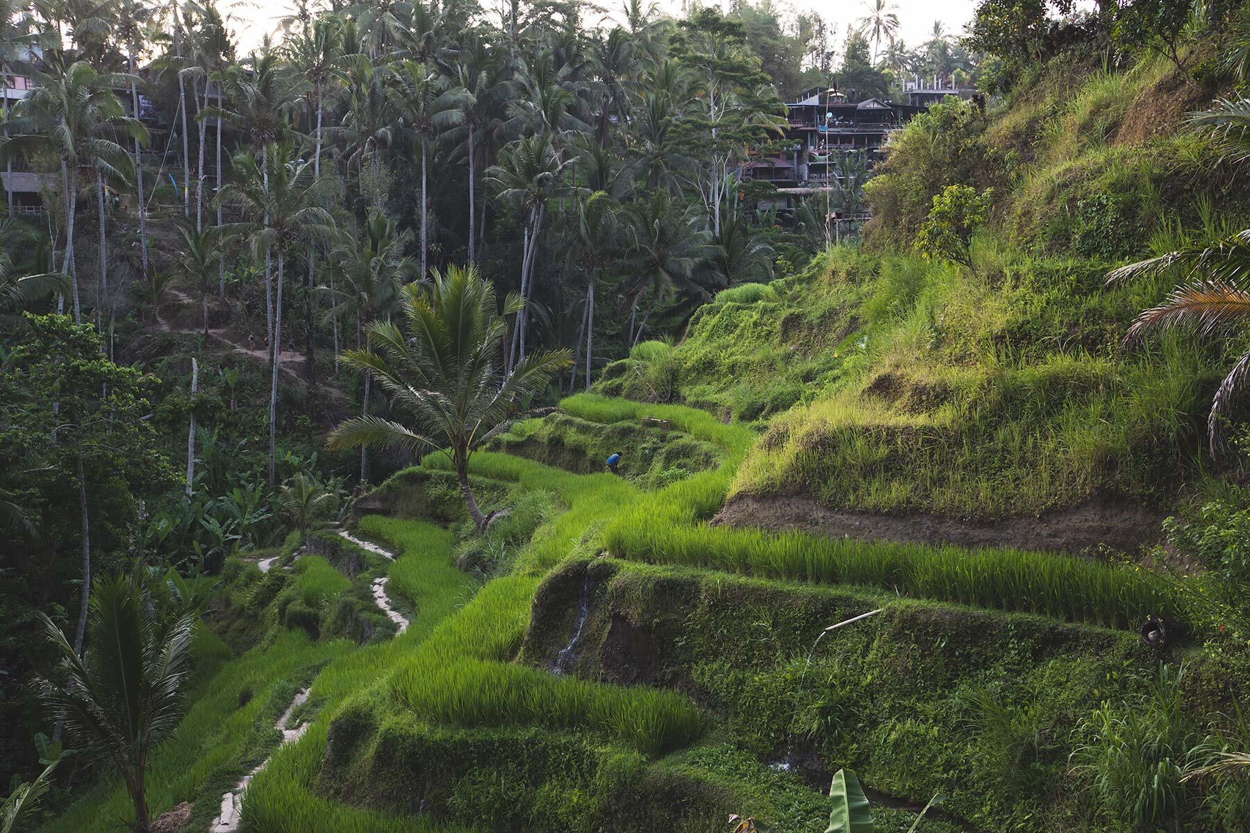 TRVL-DIARY_Bali-Rice-Terrasse-Palms-2.jpg