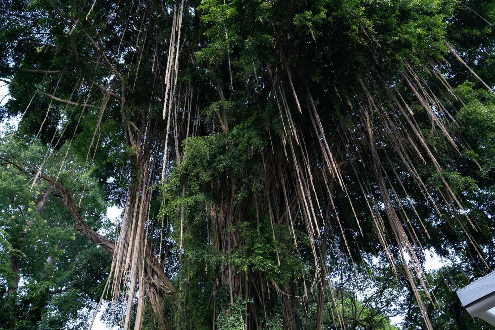 The evergreen Malayan Banyan is welcoming Fort Canning Park visitors with its wide spreading crown and aerial roots hanging down.