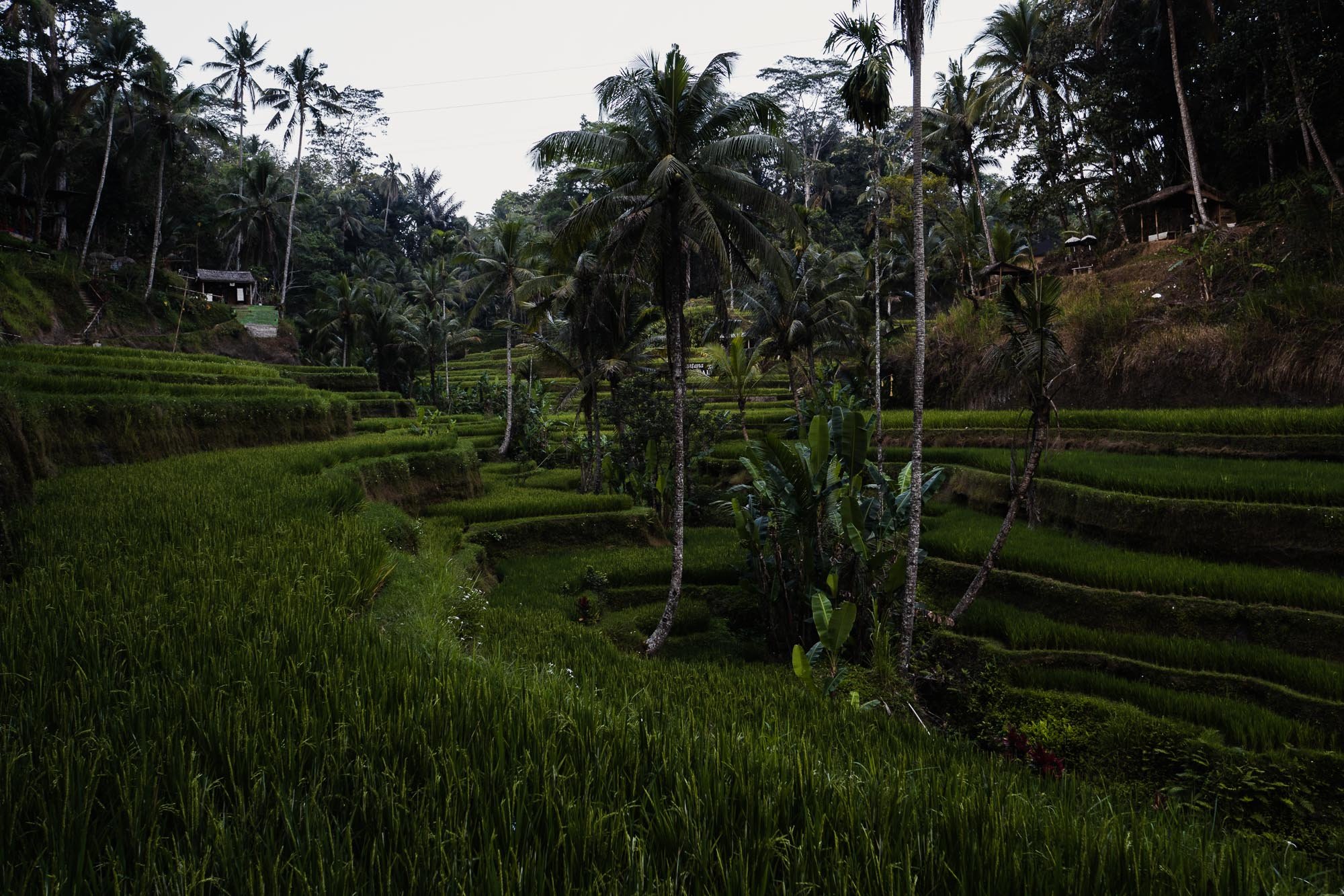 191028_Bali_Tegallalang_Rice-Terrace9.jpg