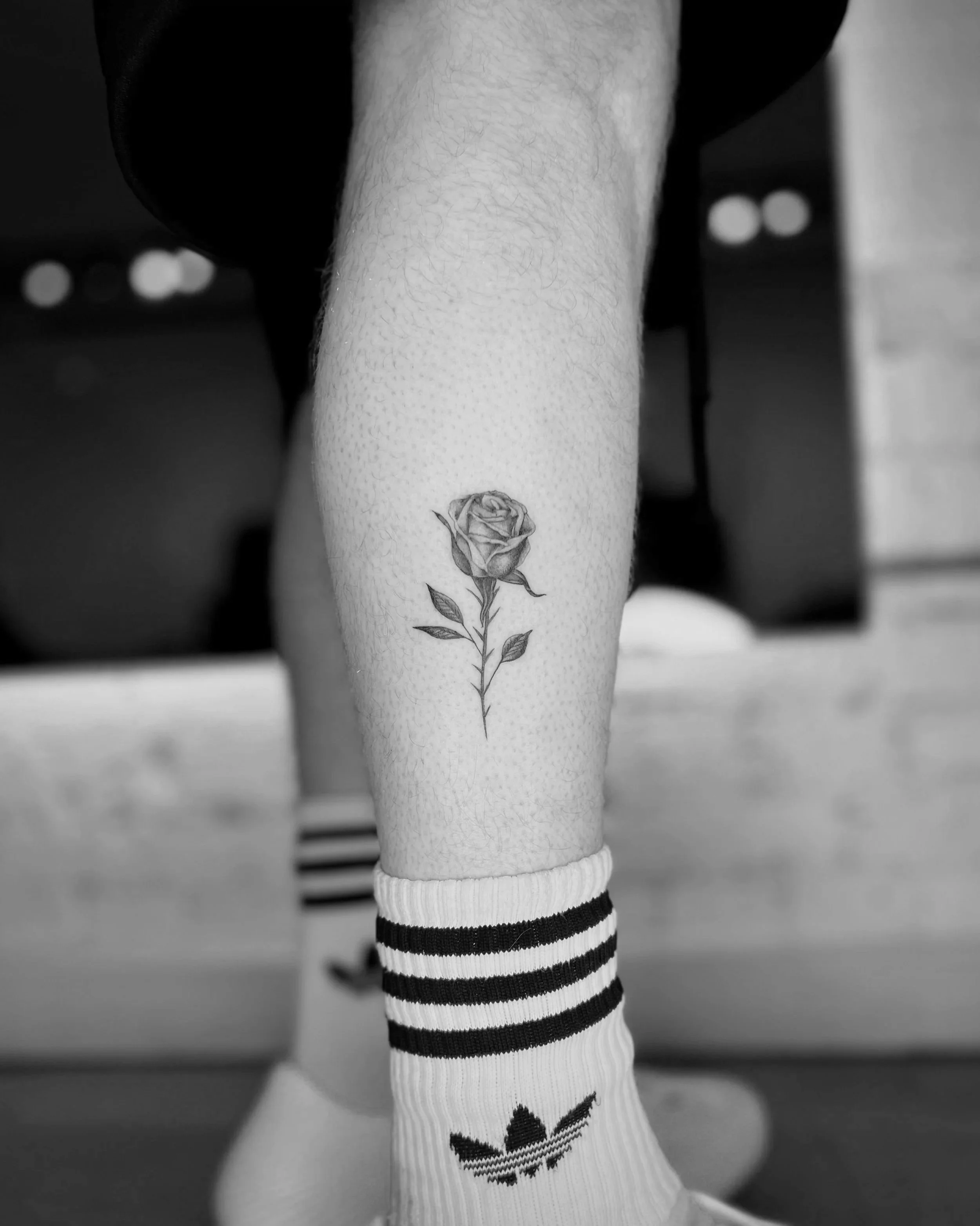 Fine Line rose by Math