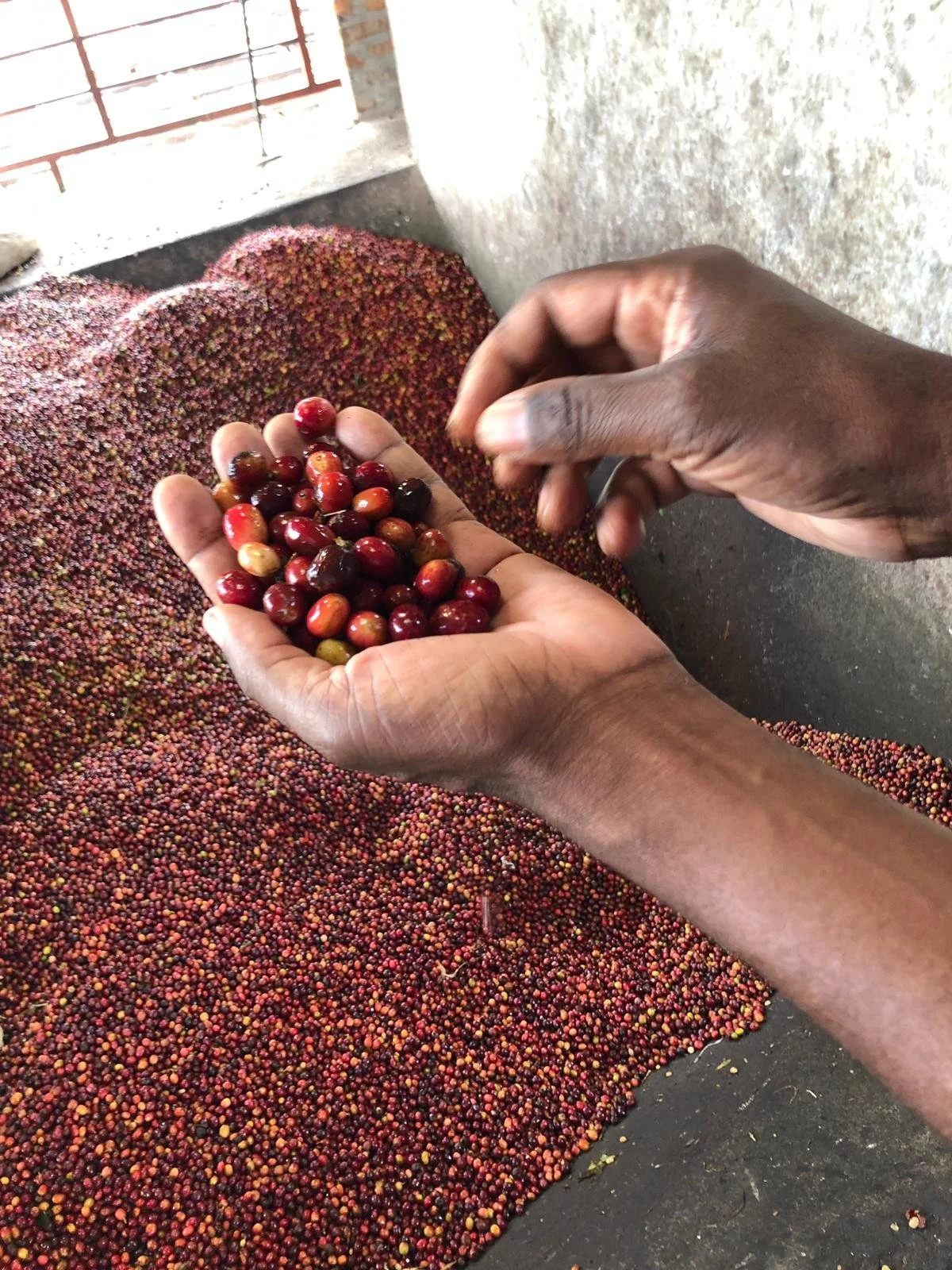 Uganda Cherries.JPG