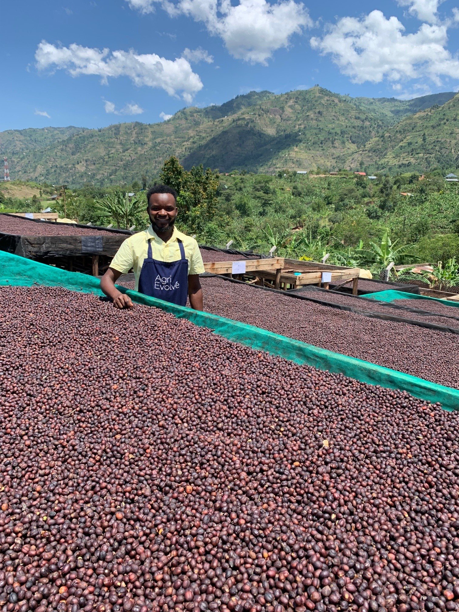 Coffee drying under the Uganda sun.jpg