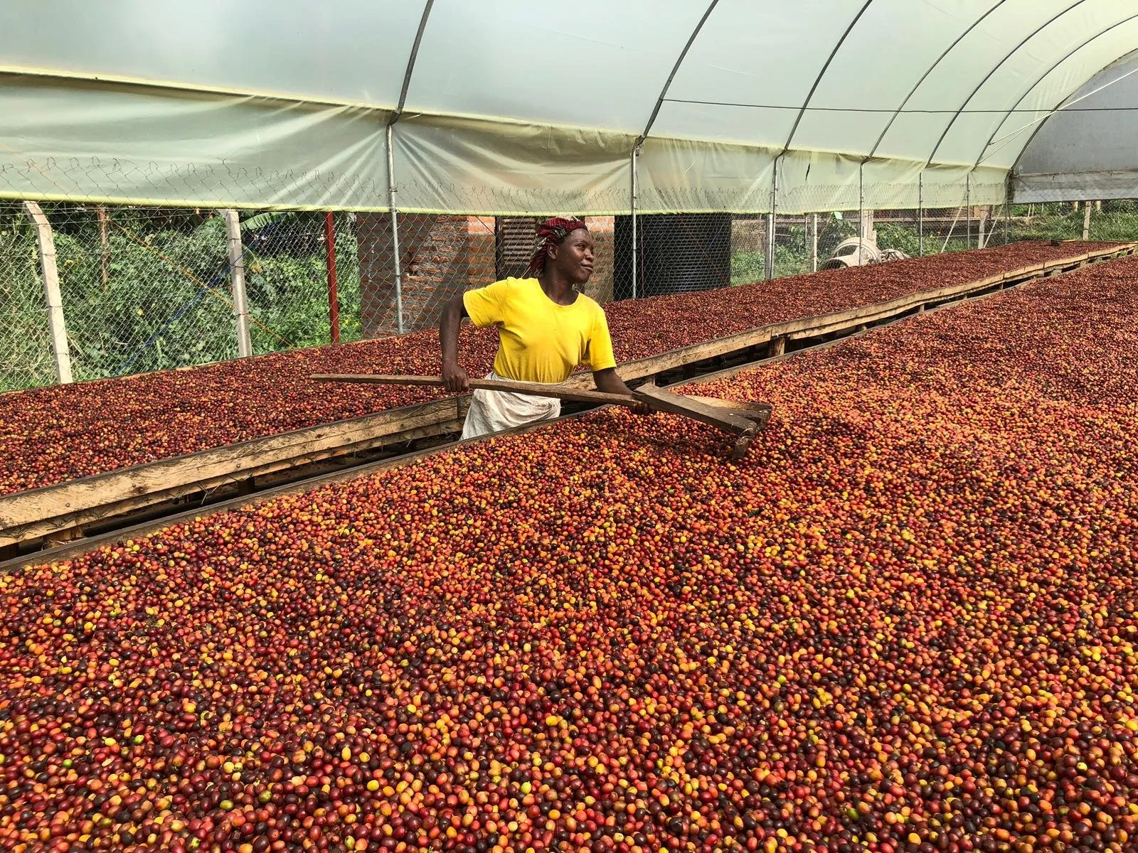 Uganda drying.JPG