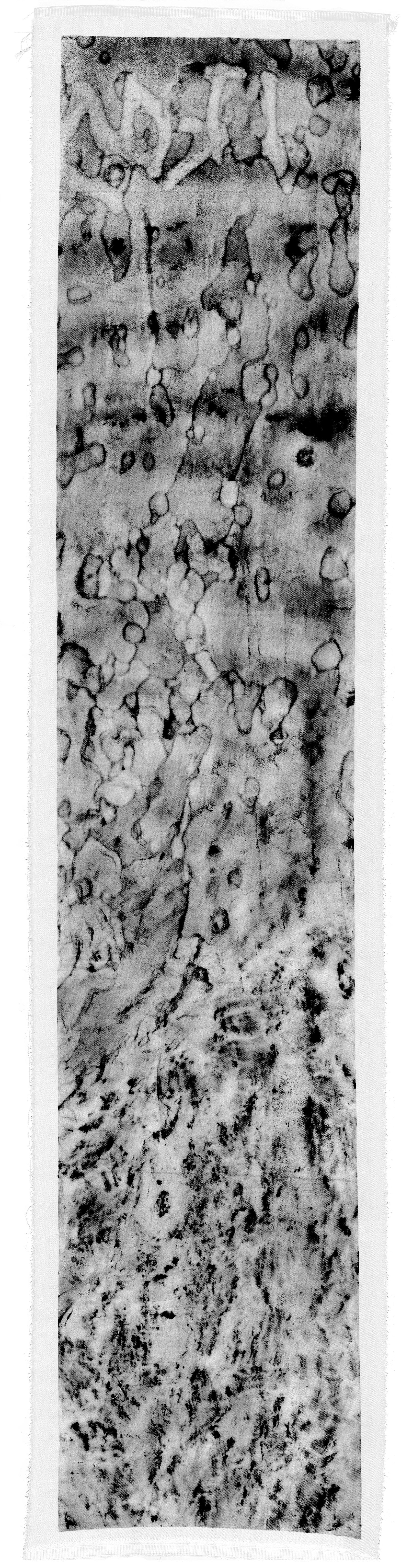 Platanus x hispanica