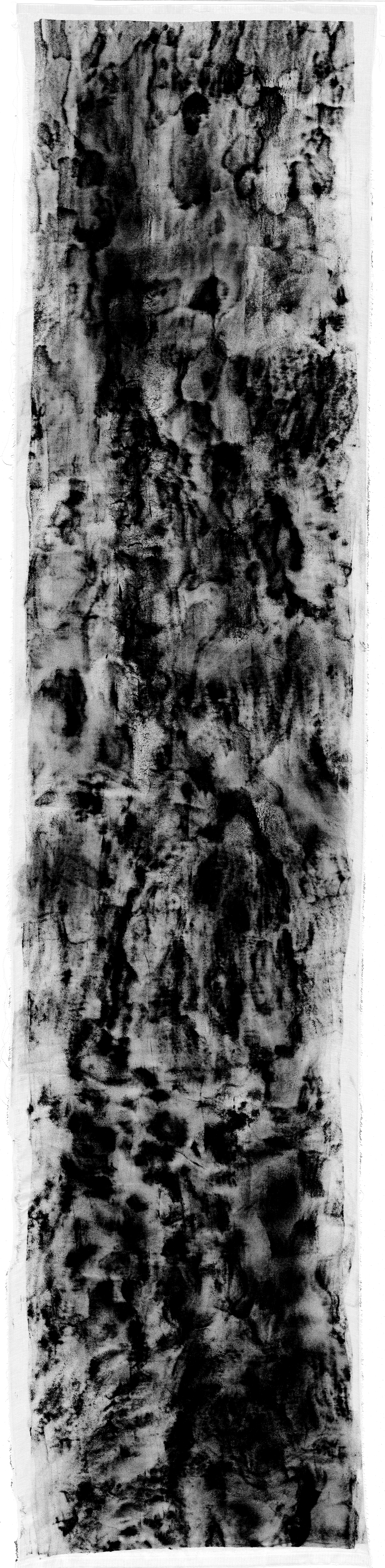 Platanus x hispanica