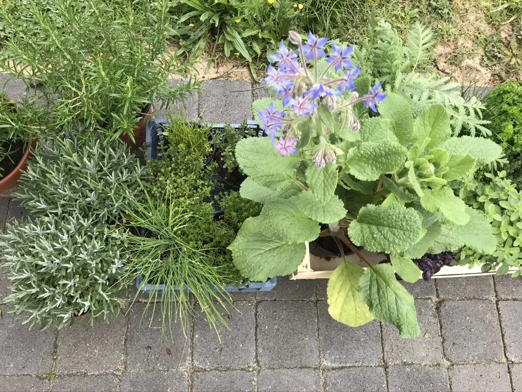 Plantations de printemps